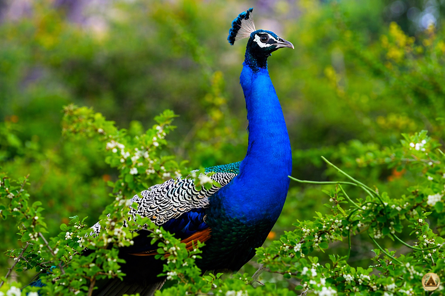 Tropical nature landscape
