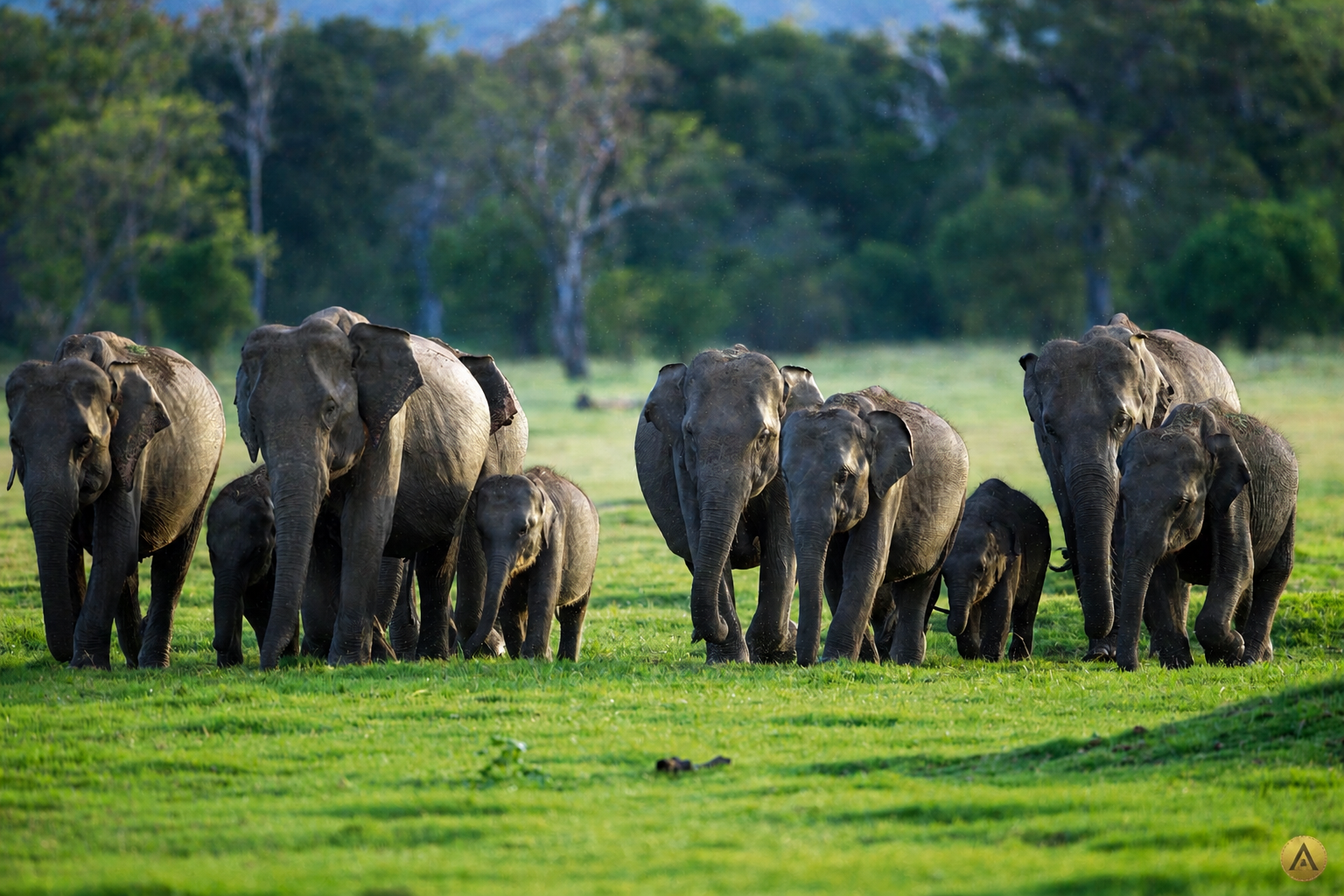 Minneriya National Park